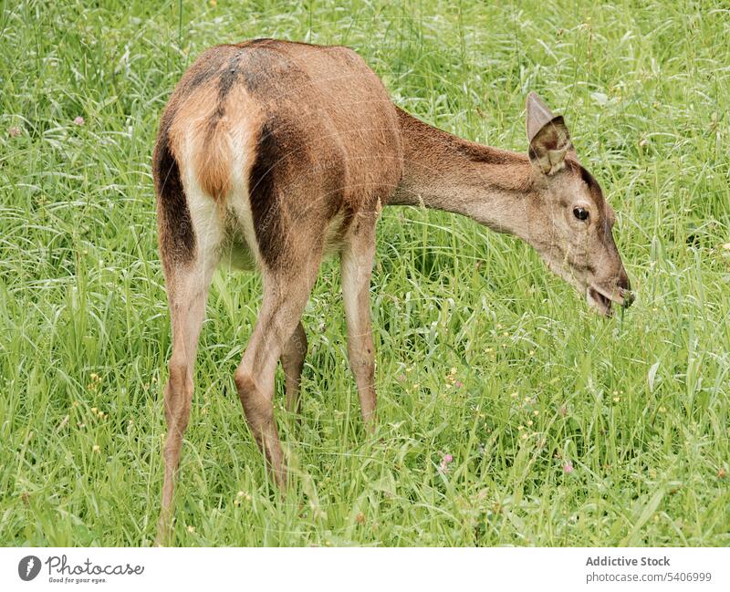 Hirsche auf grüner Wiese am Berghang Reh füttern Gras Sommer Feld Tierwelt Natur braun Wald Säugetier wild Fell Saison Fauna lebend natürlich organisch weiden