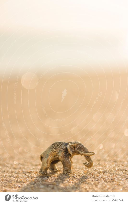 Elefant am Strand Stil exotisch Natur Sonne Sommer Schönes Wetter Wüste Oase Indien 1 Tier Dekoration & Verzierung Kitsch Krimskrams Souvenir Sammlerstück Sand