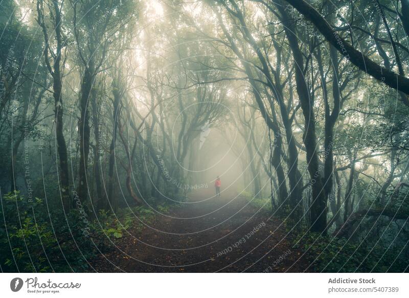 Unerkennbare Frau, die tagsüber auf einem Waldweg spazieren geht Reisender erkunden Nebel Natur Wälder Weg Ausflug Wanderung reisen Abenteuer Tourismus Umwelt