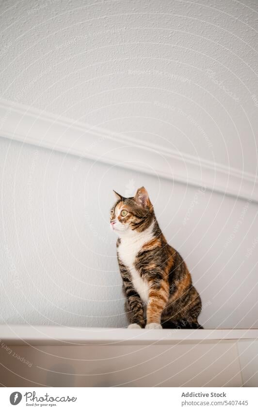 Niedliche getigerte Katze sitzt auf dem Boden Tabby Haustier ruhen Appartement Tier heimisch Kätzchen bezaubernd niedlich Säugetier Fell modern