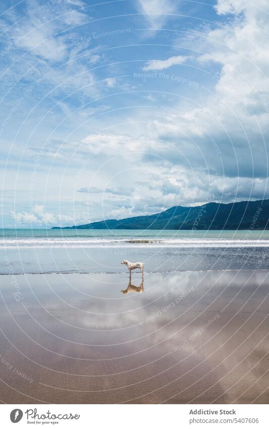 Hundespaziergang auf nassem Sandstrand Tier Haustier laufen winken Strand Berge u. Gebirge MEER Küste uvita Puntarenas Costa Rica amerika Atmosphäre natürlich