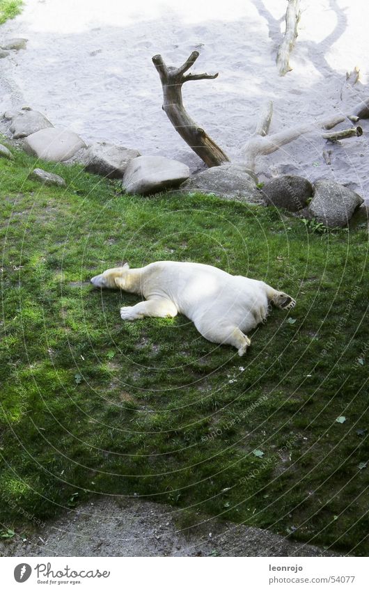 Ein Eisbär auf einer grünen Wiese in seinem Zoogehege faul sein Faulpelz Pause relaxen Baumstumpf faulenzen relaxed Faulheit climate change Klimawandel