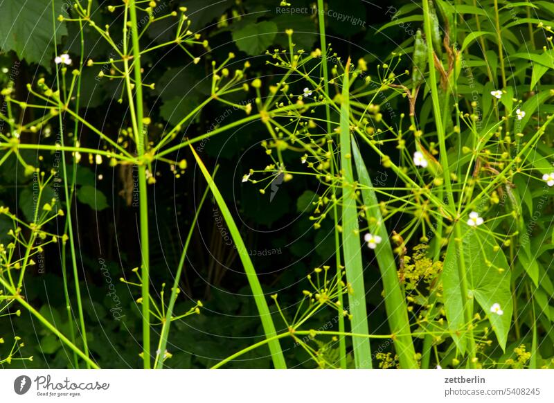 Der Dschungelteil im Gärtchen blühen blüte erholung ferien garten hecke kleingarten kleingartenkolonie knospe menschenleer nachbarschaft natur pflanze ruhe