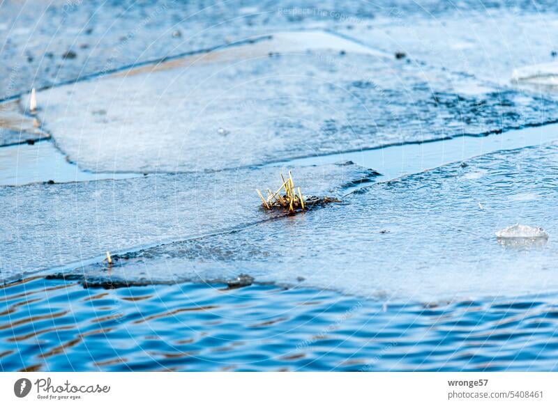 Erfrischend Eis Makro Winter winterlich Kalt kühl Frost gefroren Kälte Winterstimmung Wintertag Eisschicht Eisschollen Außenaufnahme