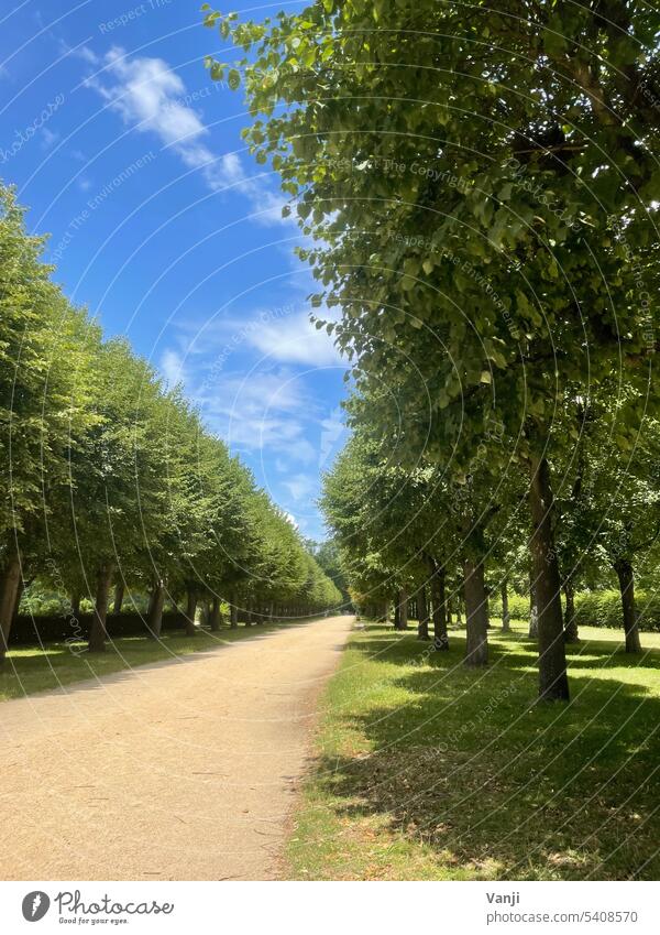 Schlosspark Park Baum Natur grün Blatt Pflanze Außenaufnahme Farbfoto Tag Menschenleer Umwelt natürlich Licht Sommer Wege & Pfade Grünanlage Landschaft ruhig