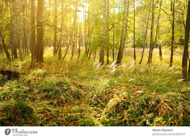 Blick auf einen Birkenhain an einem sonnigen Herbsttag Hain Tag Schönheit spät Natur Ansicht im Freien gelb fallen Blätter gefallen Laubwerk Wald Holz Baum