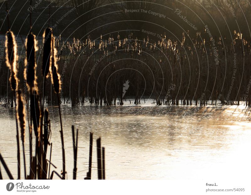 ein letzter Tag See Teich gefroren Winter kalt Schilfrohr Sonnenlicht Einsamkeit ruhig Australischer Lampenputzer Wasser Eis