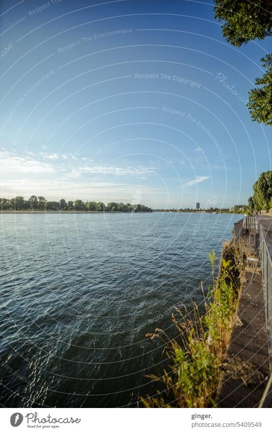 Der Rhein bei Köln (Mülheim) Fluss fließen Wasser Flussufer Außenaufnahme Farbfoto Natur Landschaft Menschenleer Umwelt Tag natürlich nass blau Himmel Wolken