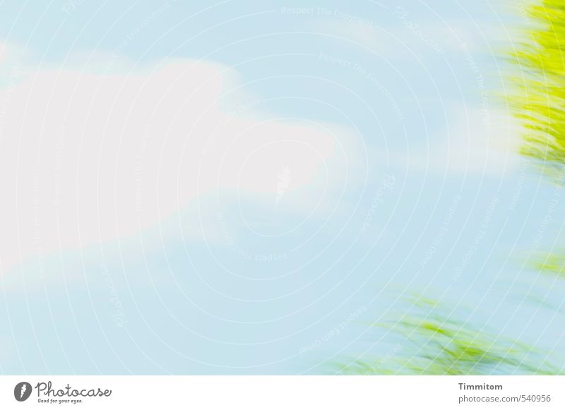 Und es gibt hellere Tage. Umwelt Natur Himmel Wolken Schönes Wetter Baum einfach frisch blau grün weiß Gefühle Bewegung Leichtigkeit Frühling Farbfoto