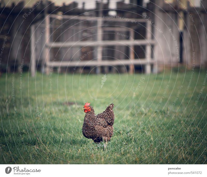 ich bin ein huhn, ich hab zu tun! Natur Landschaft Wiese Dorf Hütte Tier Nutztier 1 Identität Lebensfreude Problemlösung Haushuhn Perlhuhn Nachbargarten