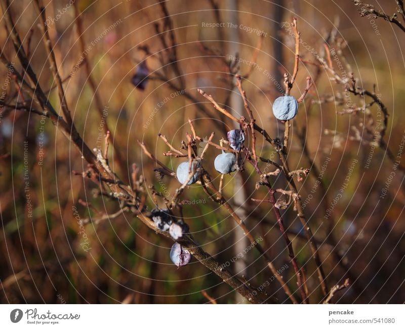 trockenbeeren Natur Pflanze Urelemente Herbst Sträucher Moos Wildpflanze Moor Sumpf Zeichen Verfall Vergänglichkeit Mullbeere Trockenfrüchte Rauschbeere Ursee