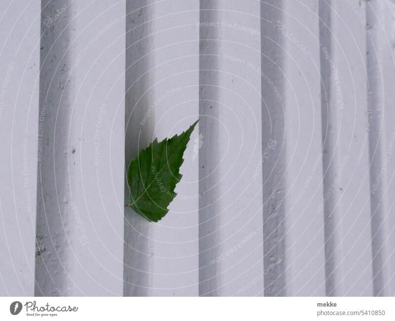 Gartenausbruch Blatt Zaun Freiheit Gitter grün Pflanze Wachstum Park Natur Lücke zaunlatten einzeln durchstechen hindurch wachsen Durchbruch mutig einzelnes