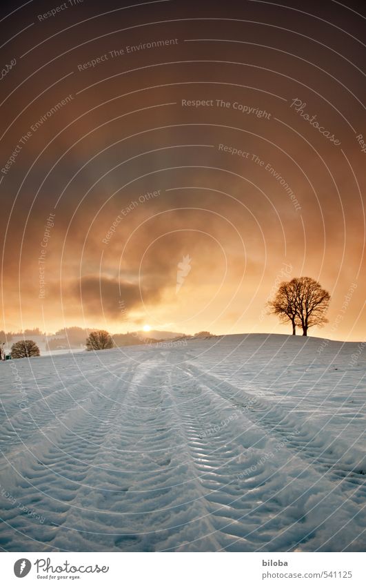 Sonnenunergang in Schwarzenburg Landschaft Pflanze Himmel Wolken Horizont Winter Schnee Baum Feld Gefühle Stimmung Spuren Wahlern Schweiz Farbfoto Außenaufnahme