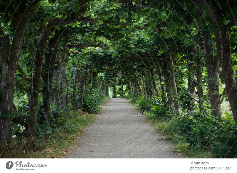 Auf halber Strecke wartet eine Ruhebank Weg Baum Bäume grün schattig angenehm Allee einladend Menschenleer ruhig Licht und Schatten Wege & Pfade Laub Gras