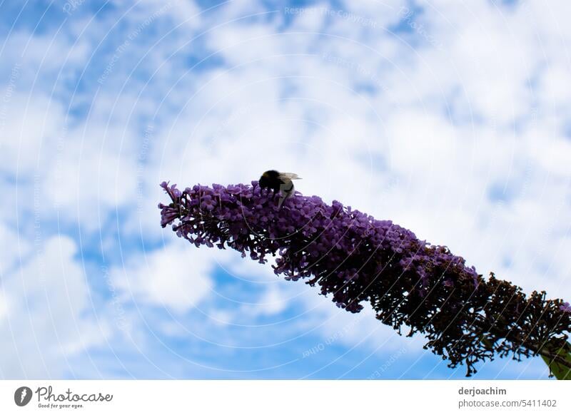 Ruhepause auf der Blütenpracht Hummel auf Blüte Sommer Nektar Natur Nahaufnahme Farbfoto Tier Außenaufnahme Insekt Pflanze Blume Tag Menschenleer 1