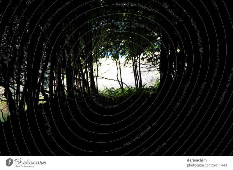 Wanderung durch den Wald mit Lichtblick Waldspaziergang Baum Natur Umwelt Menschenleer Außenaufnahme Tag grün Landschaft Farbfoto natürlich Sonnenlicht