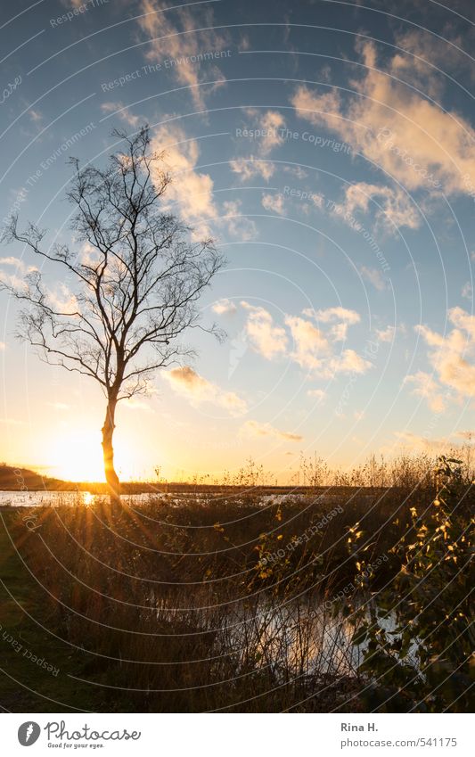 SonnenUntergang im Moor Umwelt Natur Landschaft Wasser Himmel Wolken Herbst Wetter Schönes Wetter Baum See natürlich Farbfoto Menschenleer Sonnenstrahlen