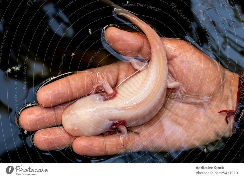 Unbekannter Mann hält mexikanischen Albino-Axolotl in der Hand vor schwarzem Hintergrund mexikanischer Axolotl Salamander Kieme Bein Leitwerke wild Tier