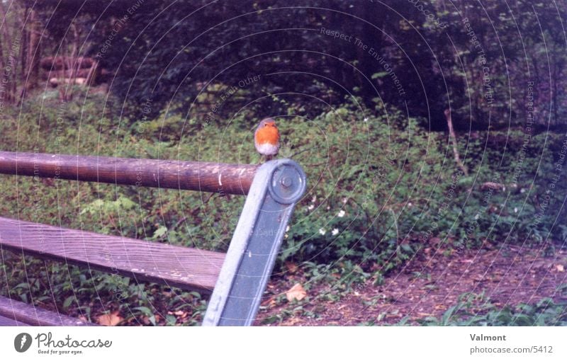 Rotkehlchen Wald Tier Vogel Bank Natur