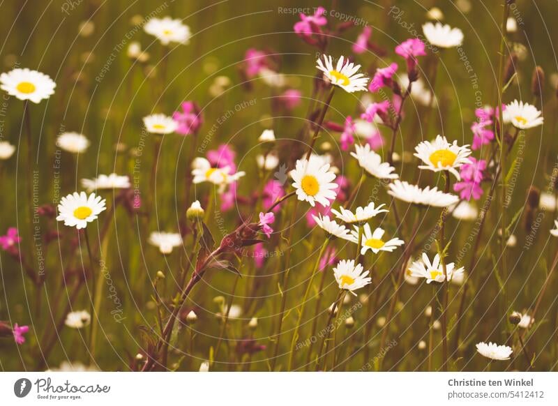 Sommerwiese mit Margeriten und Lichtnelken Blühwiese Blüte Wiesenmargeriten Umweltschutz Natur Bienenweide Wildblumen blühen sommerlich natürlich schön