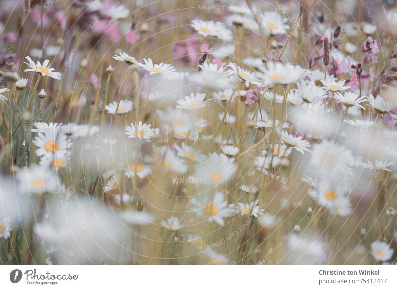 Margeriten ganz romantisch Frühe Margerite Sommerwiese duftend Magerwiesen-Margerite idyllisch Wiesenblumen Idylle zart besonders Insekten Umweltschutz