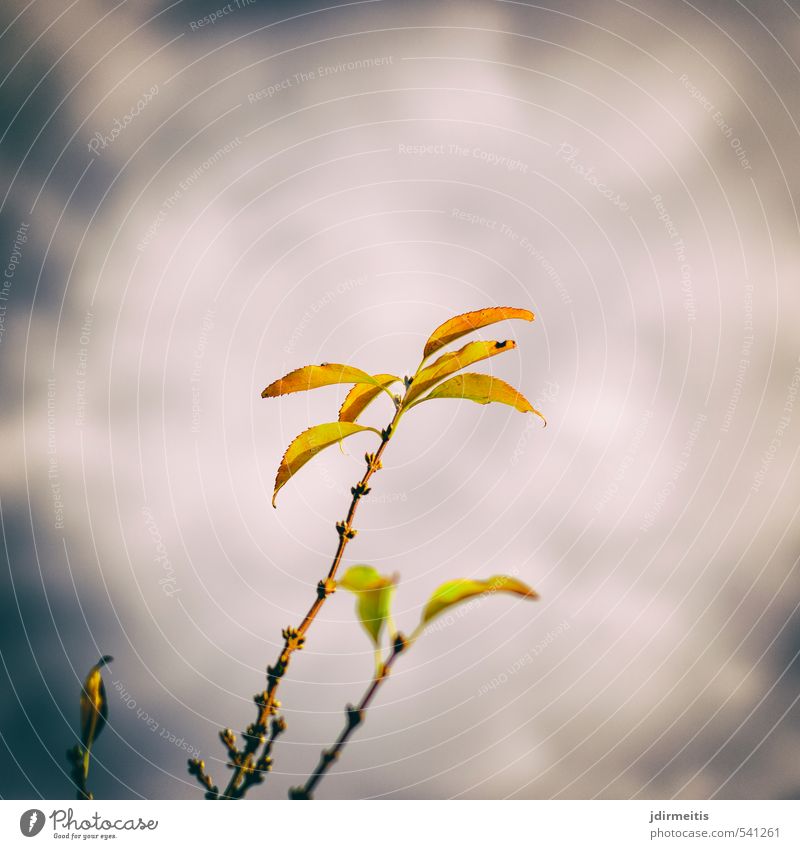 Herbst Umwelt Natur Pflanze Himmel Wolken Sträucher Blatt Grünpflanze Garten Vergänglichkeit Farbfoto Außenaufnahme Detailaufnahme Tag Sonnenlicht