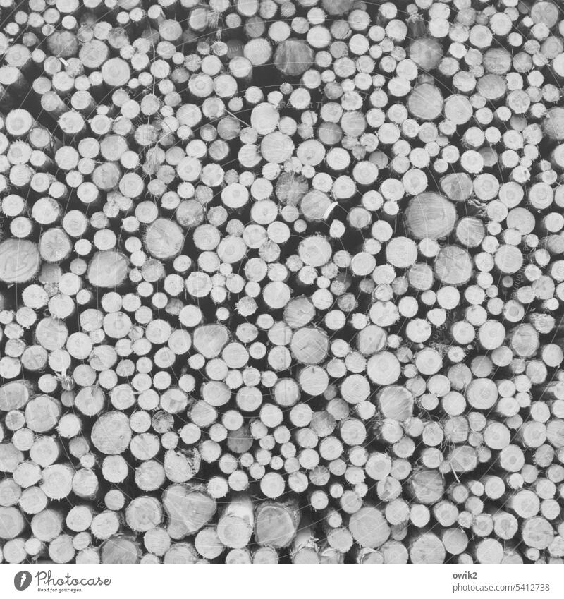 Schnittflächen Baumstamm viele Menge Stapel hoch groß Abholzung Masse rund Menschenleer Muster Schwarzweißfoto aufeinander Sägewerk Außenaufnahme Detailaufnahme