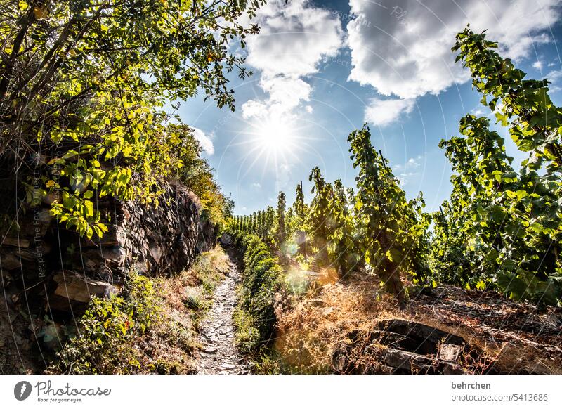 weinpfad Abenteuer wandern Weinbau Moseltal Hunsrück Wege & Pfade Rheinland-Pfalz Mosel (Weinbaugebiet) Ruhe Idylle Weinberg Himmel Farbfoto Weinstock Weinrebe