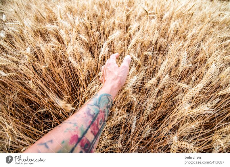 typisch deutsch | korn für brot ökologisch natürlich berühren Streicheln Hand Ernte Landschaft Außenaufnahme Umwelt Ackerbau Nutzpflanze idyllisch Idylle