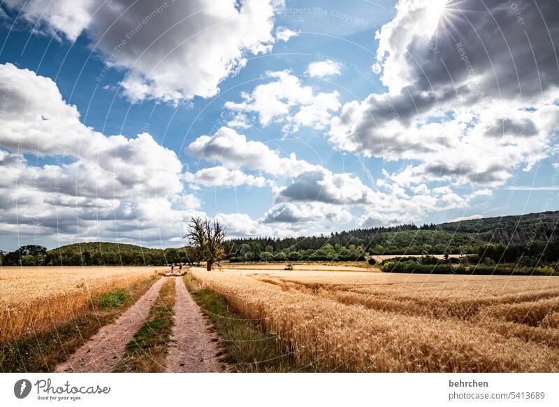 wolkengeschichten Ernte Ackerbau idyllisch Idylle Himmel Farbfoto Wolken Nutzpflanze Pflanze Umwelt Landschaft Kornfeld Natur Landwirtschaft Sommer Getreidefeld