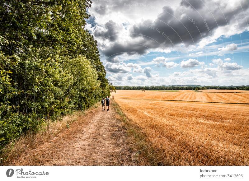 moselgeschichten wandern Vater Mann Kind Eltern Junge gemeinsam Zusammensein Sohn Wanderer Wege & Pfade Getreide Feld Getreidefeld Sommer Landwirtschaft Natur