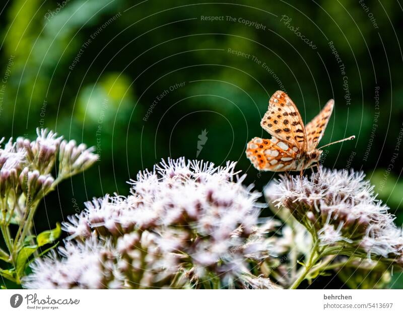 klein und fein Sonnenlicht Menschenleer Nahaufnahme Farbfoto leicht Nektar schön fliegen Duft Wildtier Flügel Schmetterling Wiese Blüte Blume Sommer Pflanze