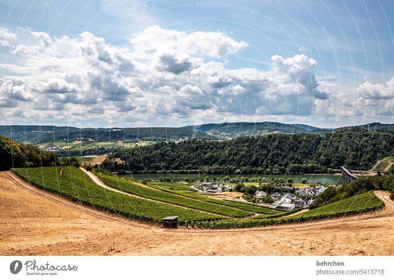 moselgeschichten Ernte Ackerbau idyllisch Idylle Himmel Farbfoto Wolken Nutzpflanze Pflanze Umwelt Landschaft Kornfeld Natur Landwirtschaft Sommer Getreidefeld