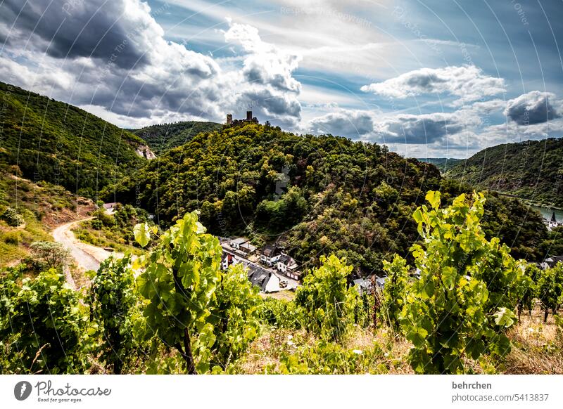 manchmal ist das schöne so nah wunderschön Hunsrück Moseltal Mosel (Weinbaugebiet) Rheinland-Pfalz Ruhe Idylle Weinberg Berge u. Gebirge Schönes Wetter