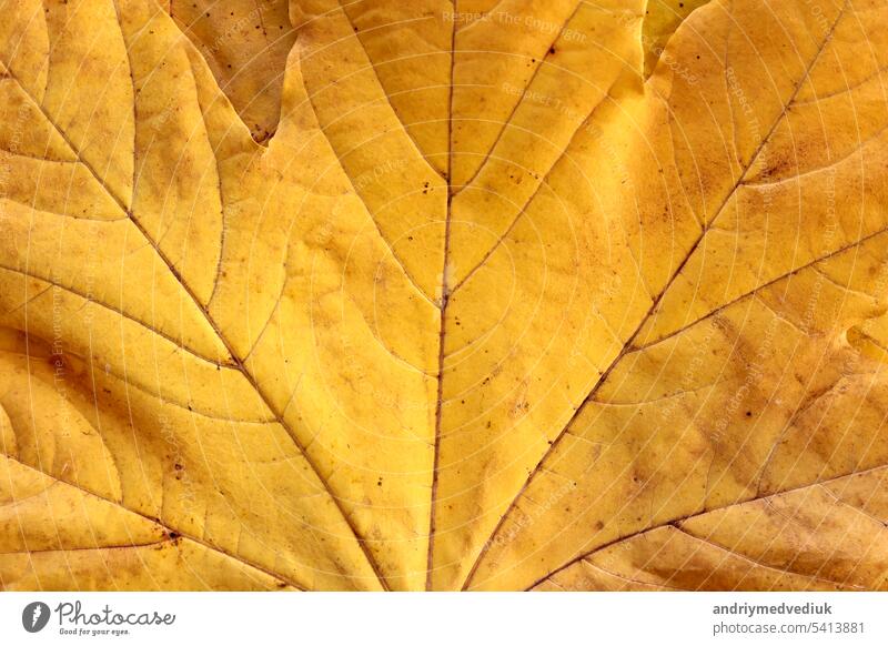 Leuchtend gelbe Herbst Ahornblätter Hintergrund, Nahaufnahme. Makro-Foto von gefallenem Laub. Konzept der Wechsel der Jahreszeiten, zurück zu Schule, Canada Day, Thanksgiving Day, Civic Day Holiday, Victoria Day