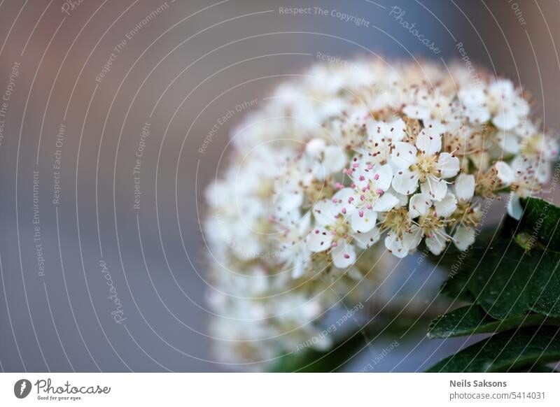 Nahaufnahme von Garten Eberesche oder Eberesche Blumen auf verschwommenen Hintergrund mit Kopie Raum schön Schönheit Blütezeit Überstrahlung Blühend Botanik Ast