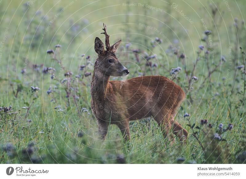 Morgens auf einer Waldwiese, etwas beunruhigt den Rehbock, der hinter sich zum Wald hin sichert. Bock Fell männlich Tier Tierporträt Tiergesicht Jagd Wildtier