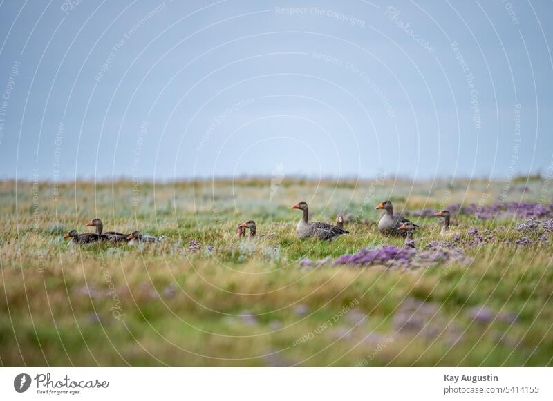 Graugänse in den Feuchtwiesen Außenaufnahme Vögel Natur Gänse Zugvogel Tiergruppe Himmel graugänse answer answer strandflieder fliederblüte gänsevögel