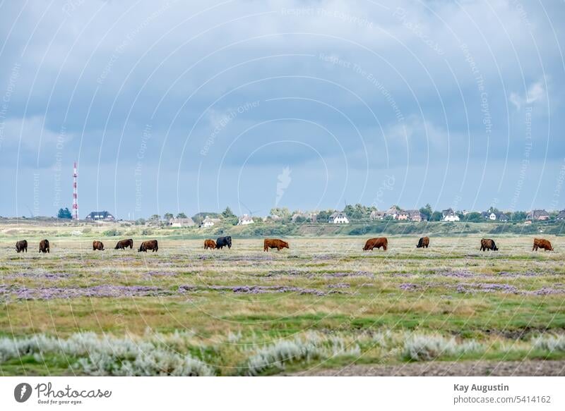 Galloway-Rinder in den Salzwiesen am Wattenmeer galloway-rinder landwirtschaft keitumer wiesen rinderzucht wattenmeer nationalpark wattenmeer morsum salzwiesen