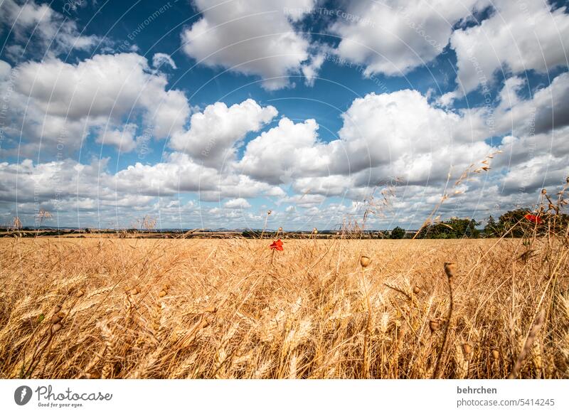 sommer Blüte Blume Mohn Mohnblume Feld Getreide Weizen Roggen Gerste Getreidefeld Sommer Landwirtschaft Ähren Natur Kornfeld Lebensmittel Menschenleer