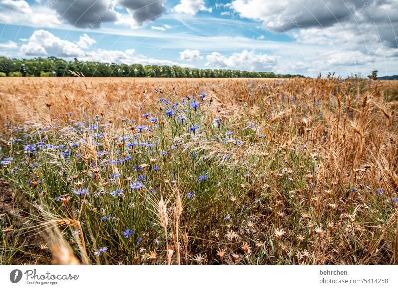 wilde natur kornblumen Farbfoto ökologisch Ernte Landschaft Außenaufnahme Umwelt Ackerbau Nutzpflanze idyllisch Idylle Pflanze Lebensmittel Korn Kornfeld Ähren