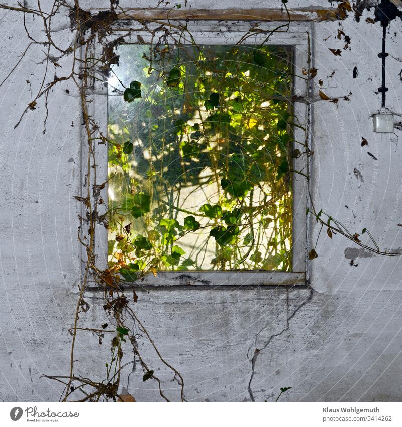 Die Wetteraussichten fürs Wochenende. Sehr durchwachsen. Verfall Fenster Fensterscheibe schmutziges Fenster Efeu Efeublätter Efeuranken Rissbildung Schuppen