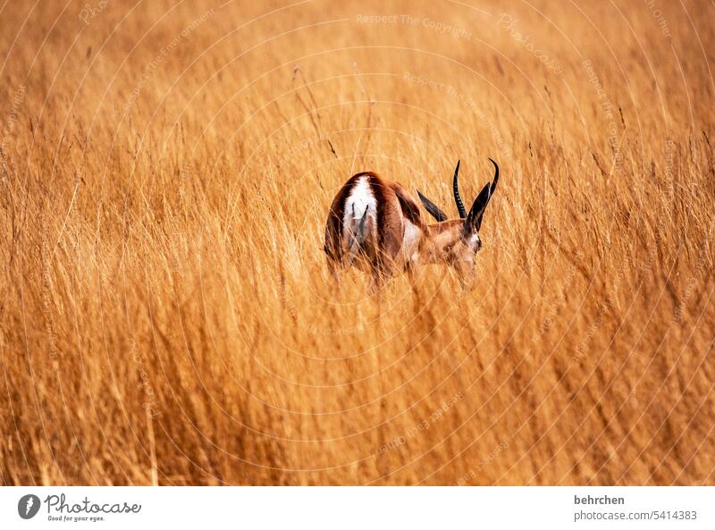 eingebettet Tierliebe Tierschutz Trockenheit Savanne Gras beeindruckend Freiheit Natur Ferien & Urlaub & Reisen Landschaft besonders Abenteuer Farbfoto reisen