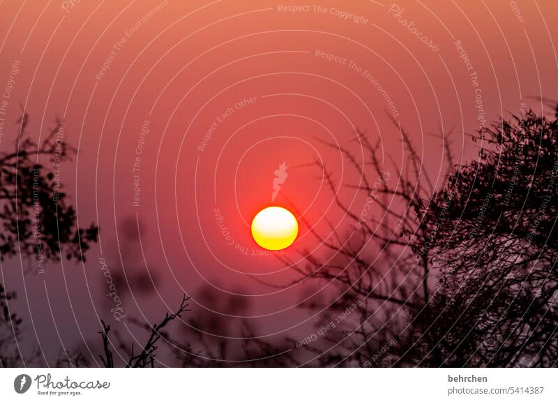 r wie … | romantischer ruhiger restSONNtag Himmel Wärme traumhaft besonders Natur magisch Afrika Ferne Namibia Fernweh etosha national park Etosha Abend