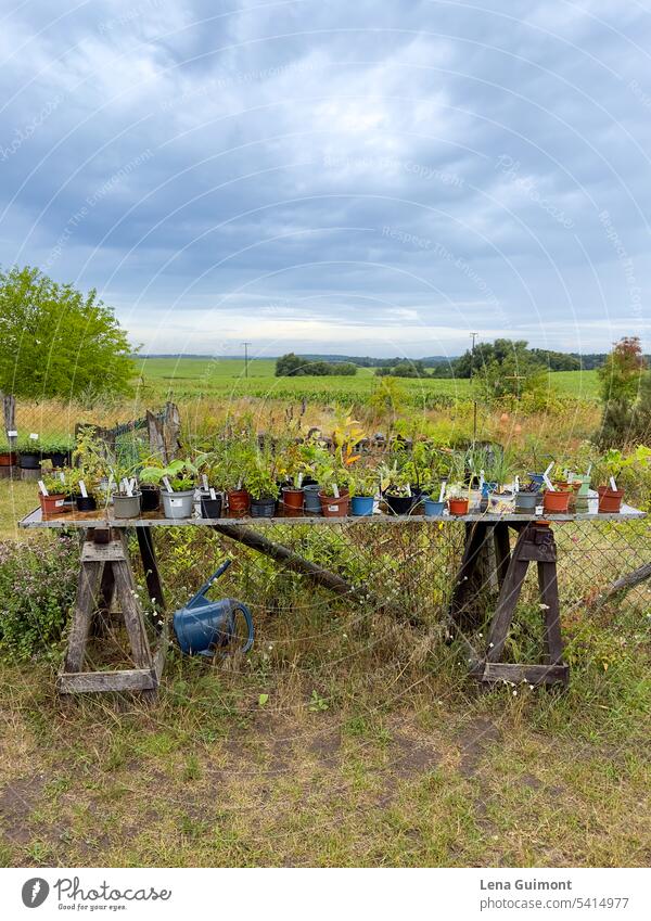 Kräutergarten Landschaft Kräuter & Gewürze Schnittlauch Menschenleer grün Ernährung Nutzpflanze Lebensmittel Gesundheit Pflanze Vegetarische Ernährung Blüte