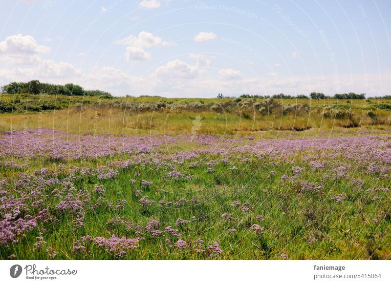 Strandflieder im Naturschutzgebiet Verdronken Zwarte Polder, Holland holländisch Zeeland Cadzand niederlande Nordsee naturschutz Vegetation Strang sandig Sand