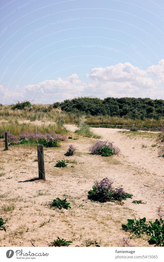 Strandflieder im Naturschutzgebiet Verdronken Zwarte Polder, Holland holländisch Zeeland Cadzand niederlande Nordsee naturschutz Vegetation Strang sandig Sand