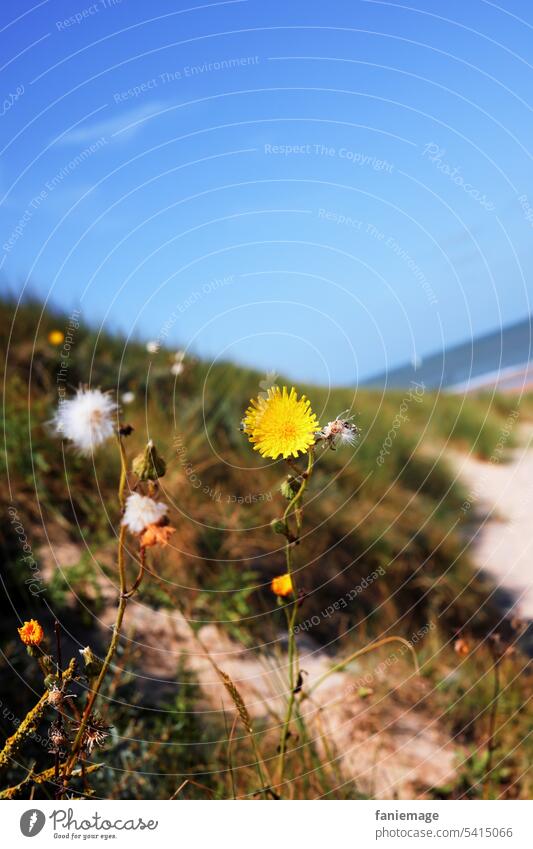 gelbe Blume auf der Düne in Cadzand, Holland Fahne Strang holländisch froschperspektive Wolkenloser Himmel blau Gras Vegetation niederlande Urlaubsfoto Sommer