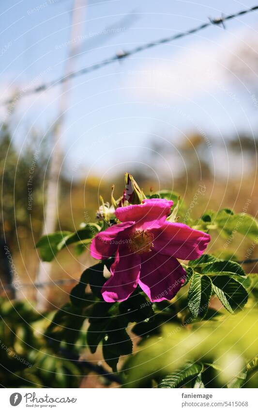 Hagebuttenblüte in der Dünenlandschaft Roséwein bluete Fahne Blühend rosa kräftige Farbe zaun Draht Natur froschperspektive Diagonale Nordsee Cadzand