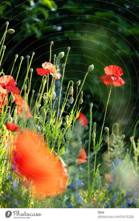 Mohn Blüte Mohnblüte Klatschmohn Pflanze Menschenleer Blume Außenaufnahme Blühend roter Mohn